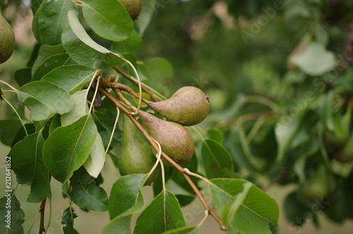 Birnenbaum in Mecklenburg-Vorpommern photo