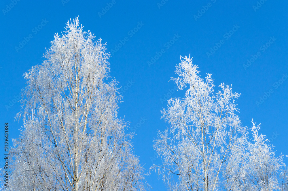 white frost on tree at sunny finnish winter day white frost on tree at sunny finnish winter day