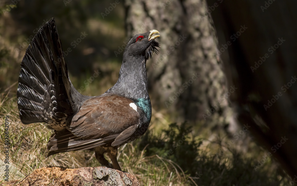 Fototapeta premium Western capercaillie wood grouse on display