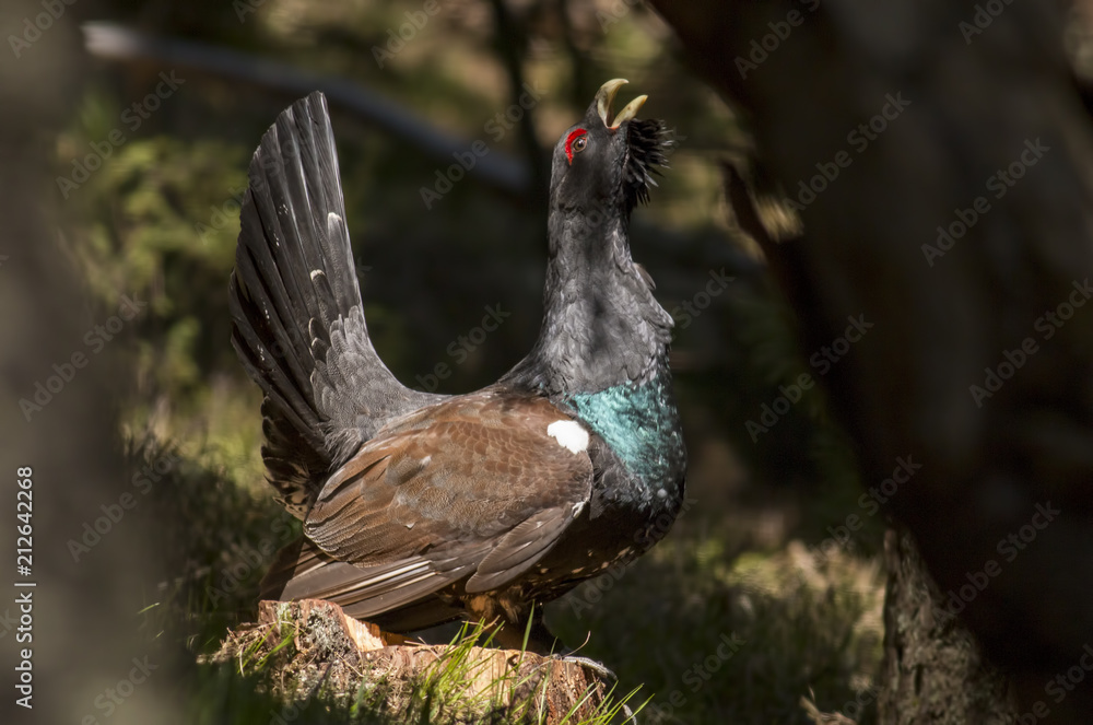 Western capercaillie wood grouse on display Western capercaillie wood grouse on display