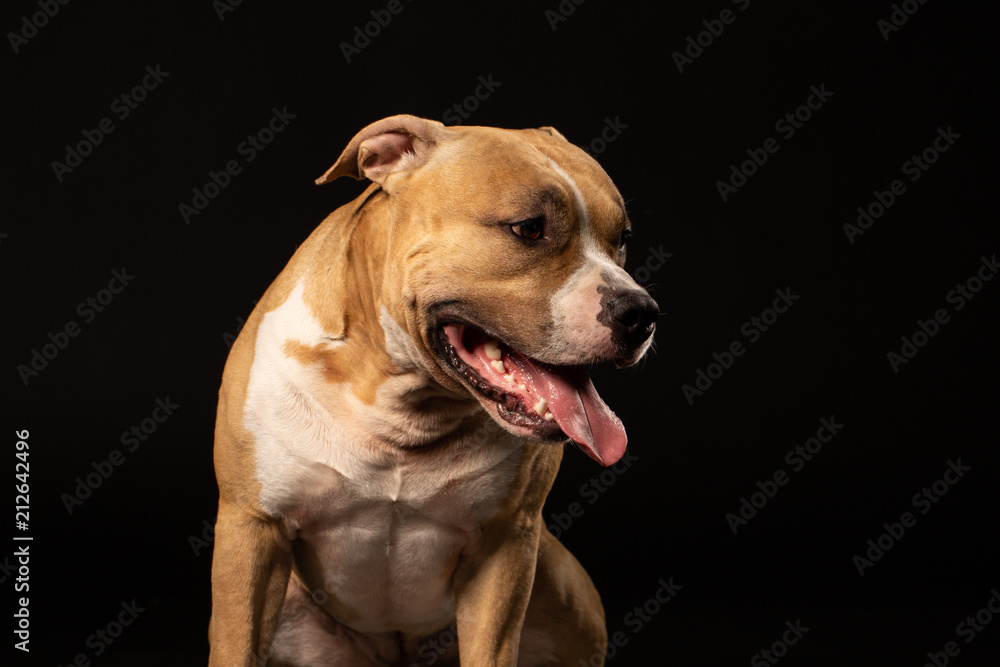 Red American pit bull terrier.