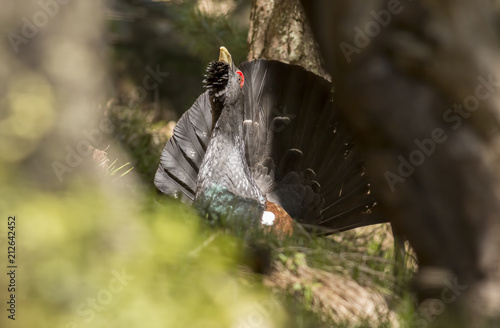 Western capercaillie wood grouse on display