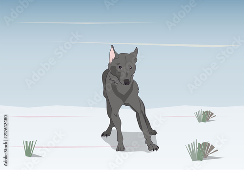 wolf on nature background