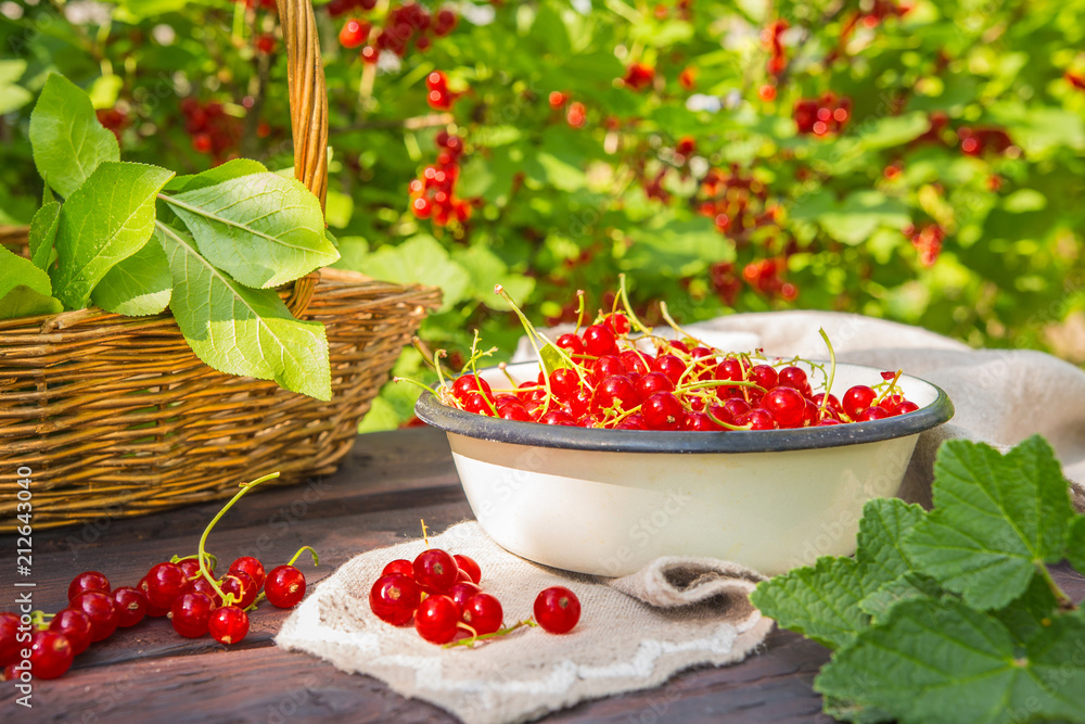 Fresh juicy red currant berries in a wicker basket on a wooden table in the garden on a summer sunny afternoon with a copy space Fresh juicy red currant berries in a wicker basket on a wooden table in the garden on a summer sunny afternoon with a copy space