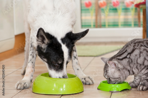 Hund und Katze fressen nebeneinander photo