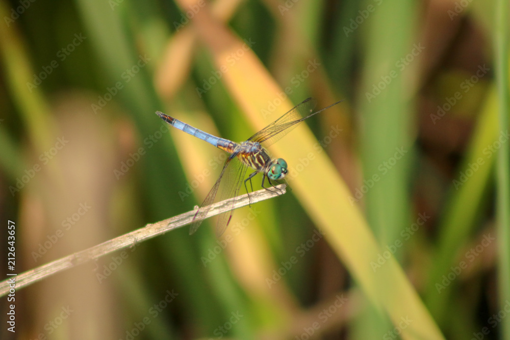 Dragonfly landing Dragonfly landing