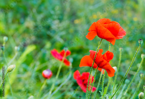 Fototapeta Naklejka Na Ścianę i Meble -  Mohnblumen Makro