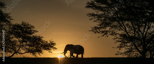 Elephant alone in the savanna