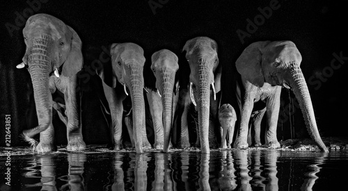 Elephants with av baby elephant drinking water photo