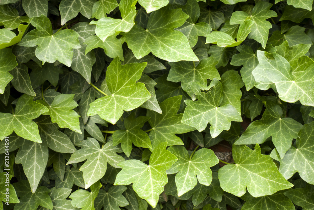Closeup green leaves of ivy background. Nature texture. 