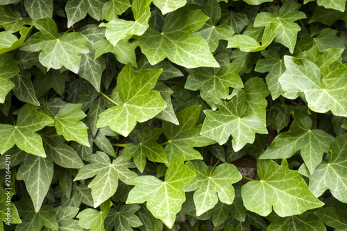 Closeup green leaves of ivy background. Nature texture. 