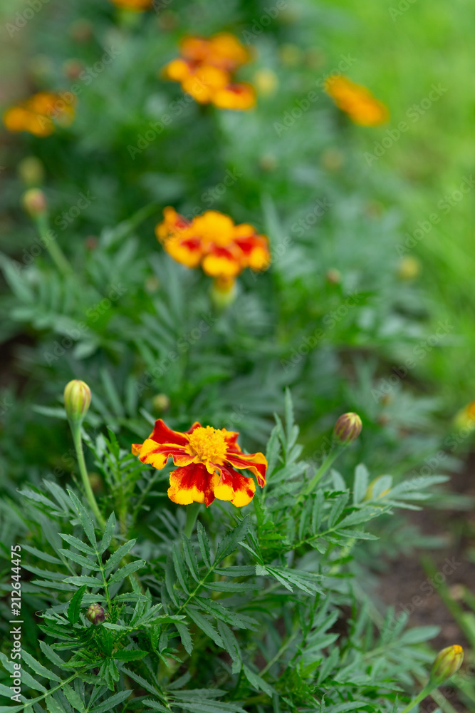 decorative flowers marigolds on a flower bed decorative flowers marigolds on a flower bed