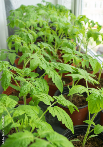 Young tomato plants on windowsill at home.