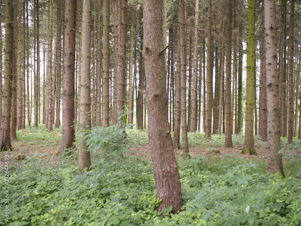 Naklejka premium Wandern und Frischluftkur im Fichtenwald