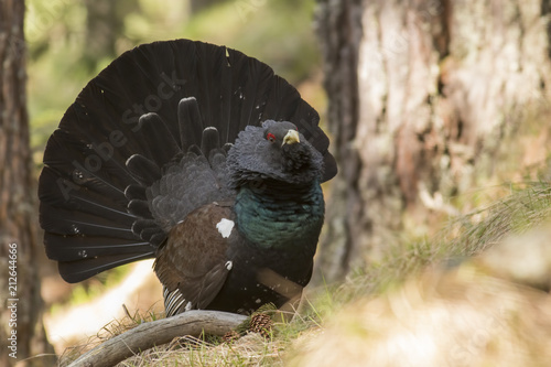 Western capercaillie wood grouse on display photo