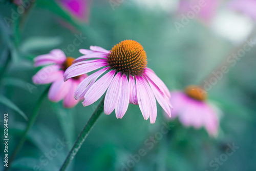 echinacea flowers in garden photo