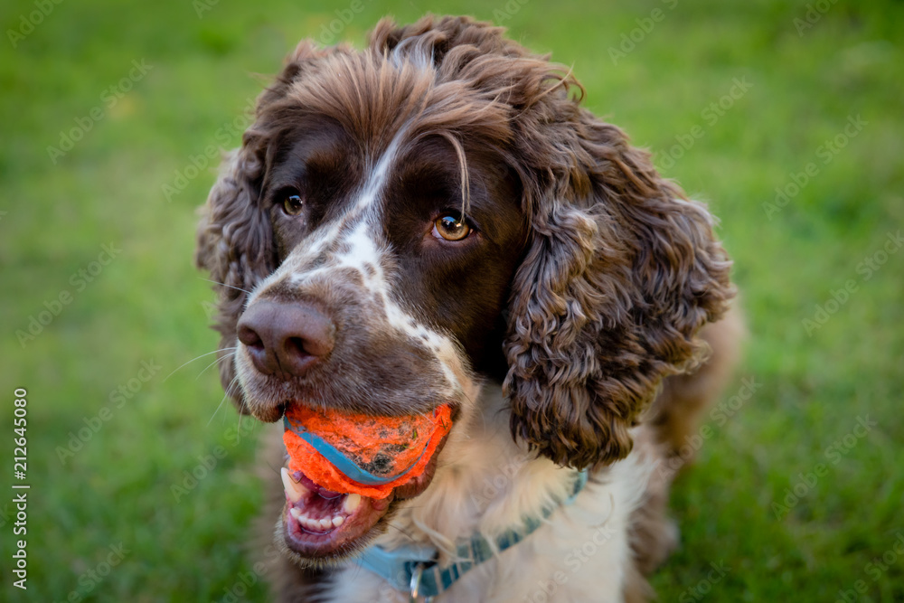 A brown and white purebred English Springer Spaniel dog lying down in field or garden with bright tennis ball in his mouth. A brown and white purebred English Springer Spaniel dog lying down in field or garden with bright tennis ball in his mouth.