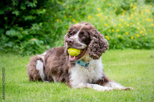 A liver and white purebred English Springer Spaniel dog lying down in field or garden with tennis ball in his mouth.