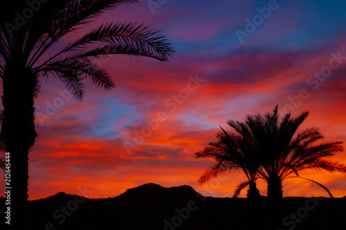 Sunset behind palm trees © Josie
