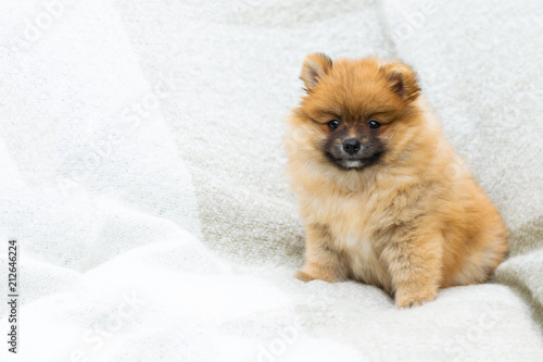 A close up shot of an orange colored pomerenian cute fluffy puppy on a light background