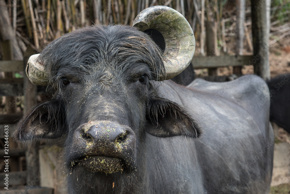 Naklejka premium Buffalo