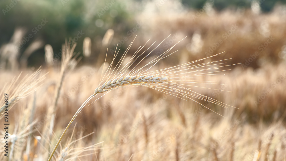 Dry golden ears in the sun, texture, background Dry golden ears in the sun, texture, background