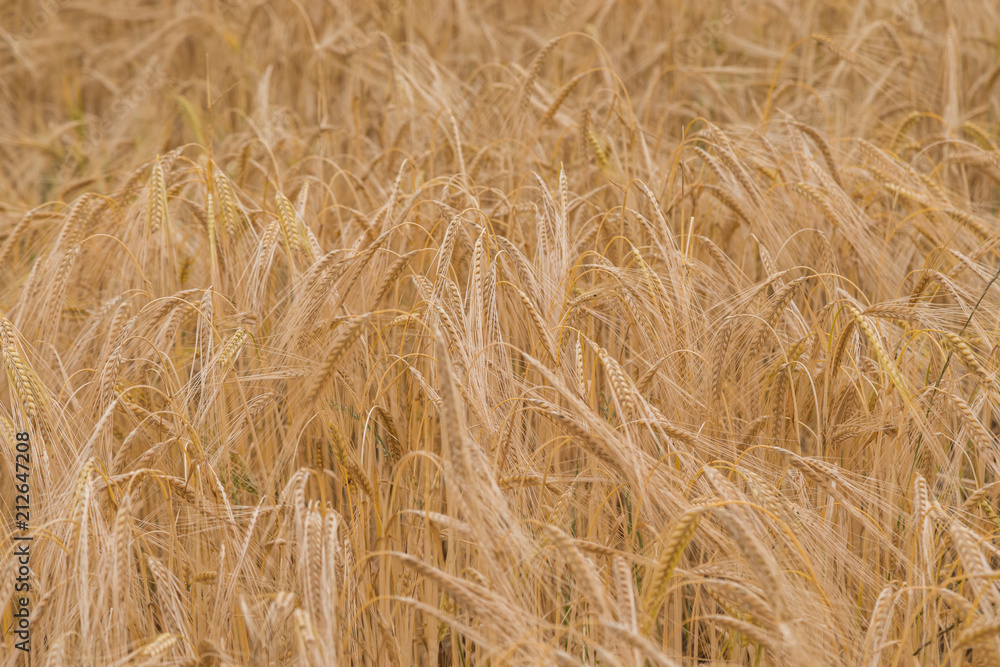 Barley Barley
