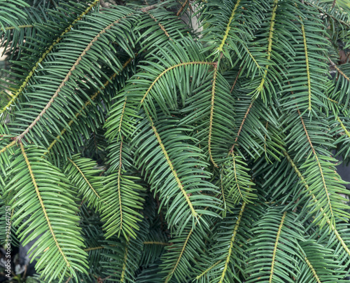 Green Pine branches Abundant fir needle type of pine branches