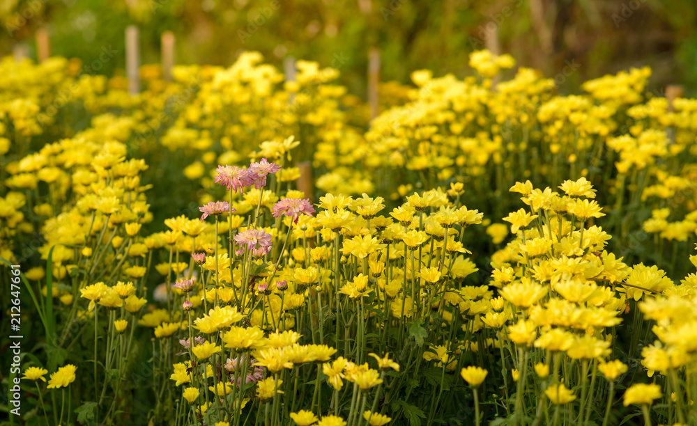 Obraz premium Background of yellow flowers