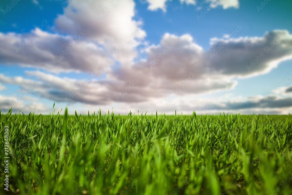 Obraz premium Grass.