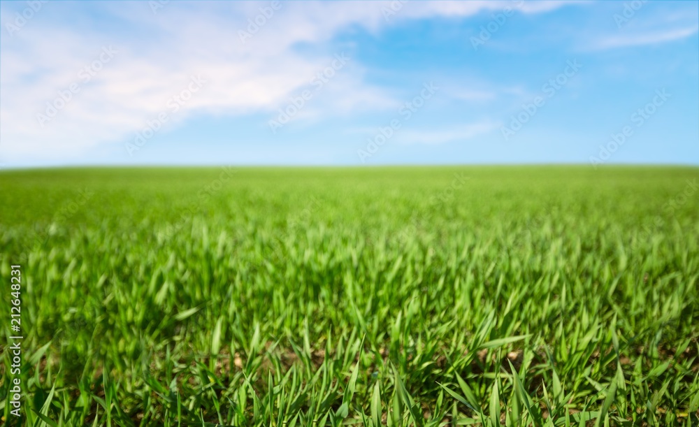 Grass. Grass.