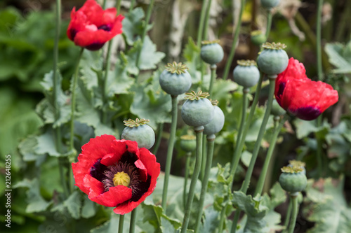 Photography Opium poppies