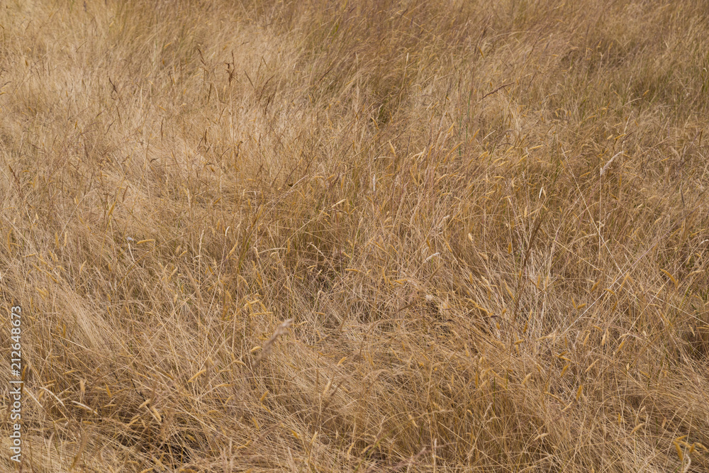 Dry meadow grass Dry meadow grass