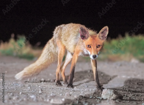 Fototapeta Naklejka Na Ścianę i Meble -  Red fox comes to the city at night
