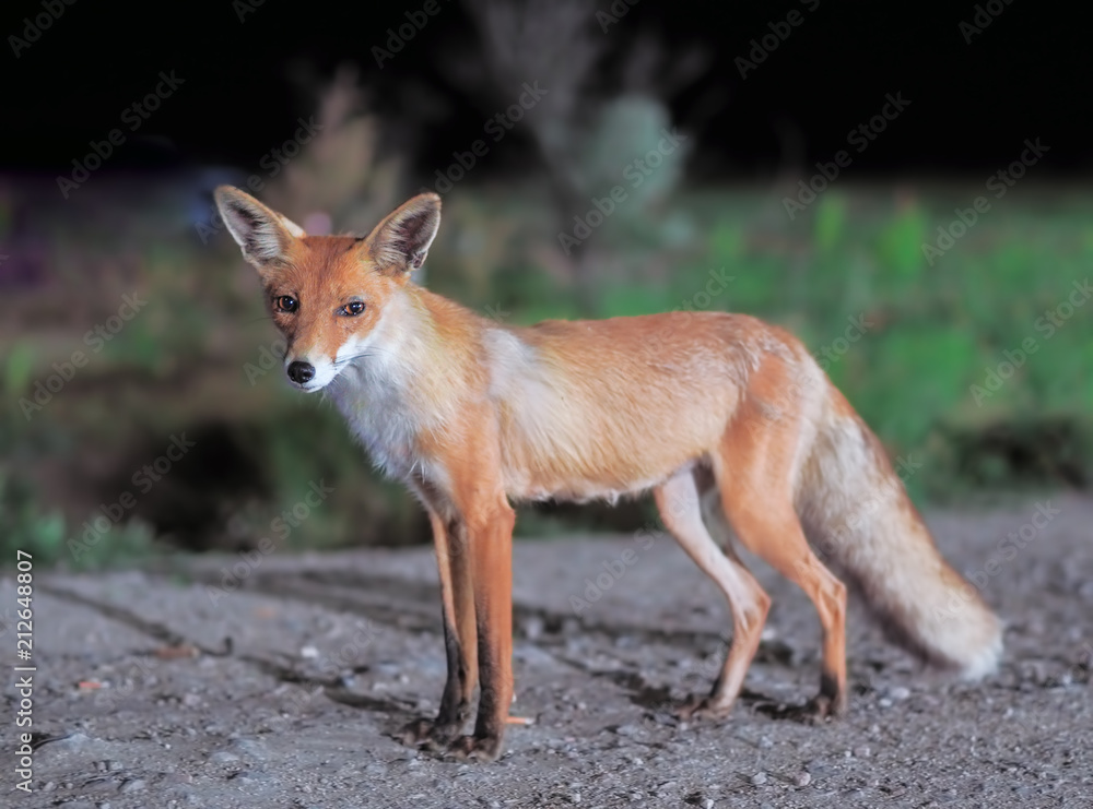 Fototapeta premium Red fox comes to the city at night