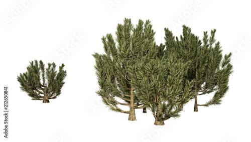 3D Rendering Green Mulga Trees on White
