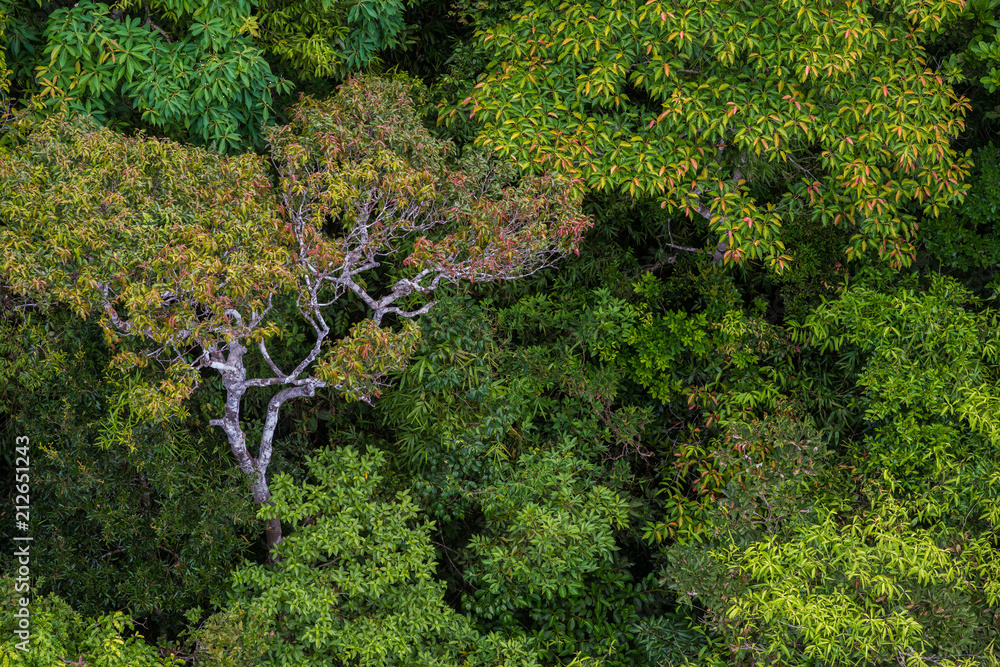 Fototapeta premium Perfect green and dense tropical rainforest.