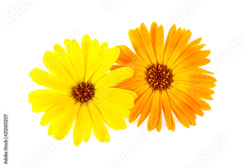 Calendula flowers isolated on white background