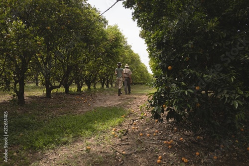 Rear view of farmers walking on orange farm