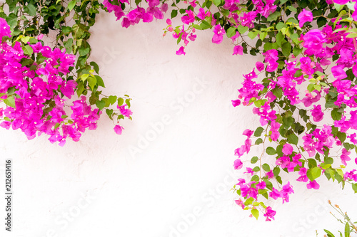 beautiful spanish Bougainvillea flowers on white wall photo