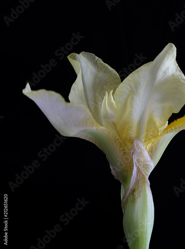 Fototapeta Naklejka Na Ścianę i Meble -  Close-up of Iris Flower Starting to Bloom