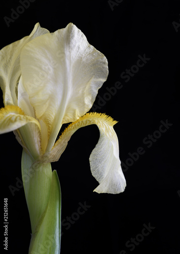 Fototapeta Naklejka Na Ścianę i Meble -  Close-up of Iris and Petal.