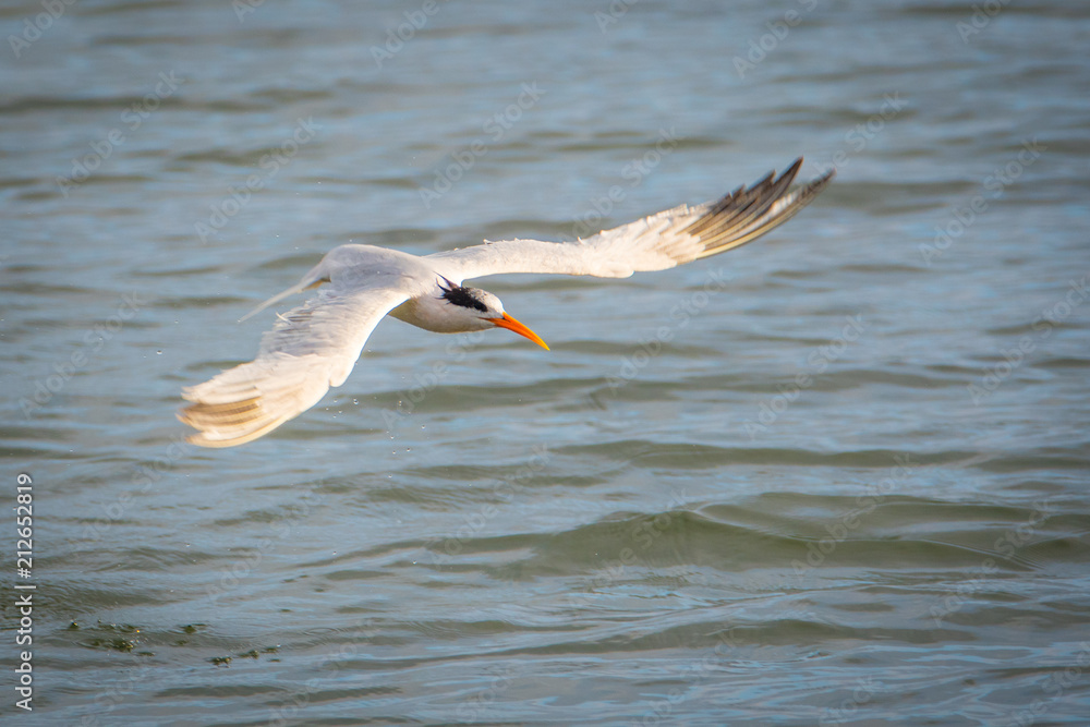 Tern in low flight while feeding Tern in low flight while feeding