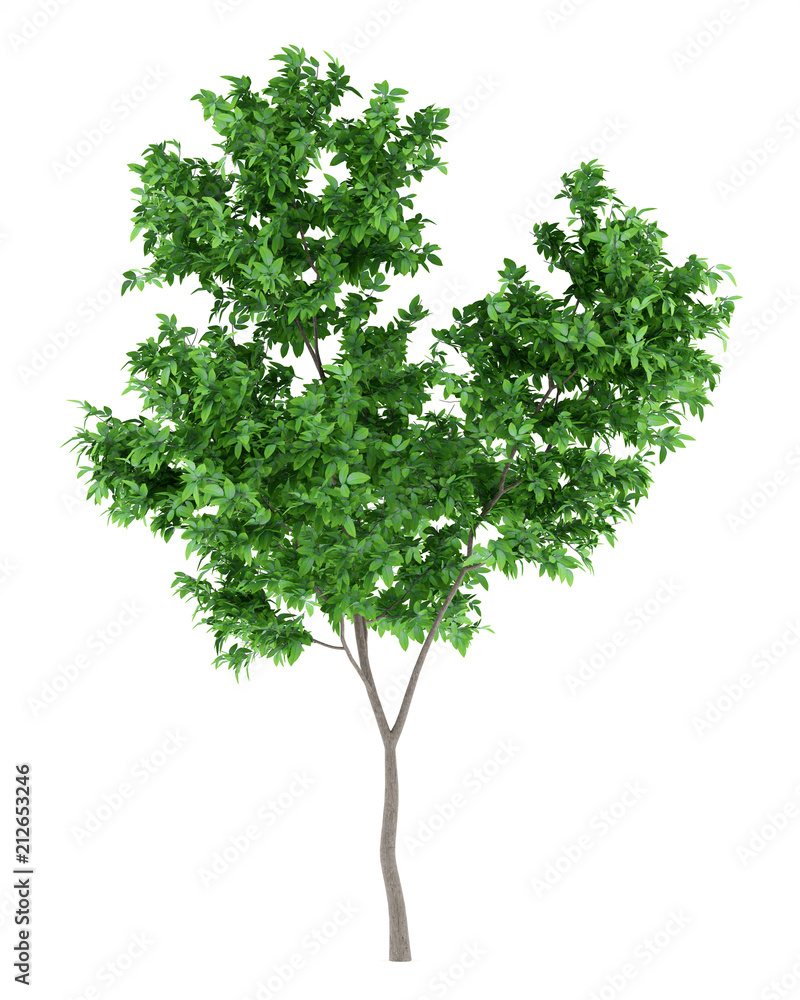 Fototapeta premium orange tree isolated on white background