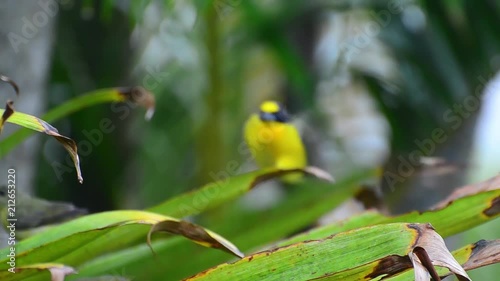 Orange-bellied Euphonia coming closer to the camera from defocused into focus and jumping on the leaves photo