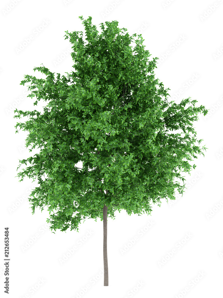 orange tree isolated on white background orange tree isolated on white background