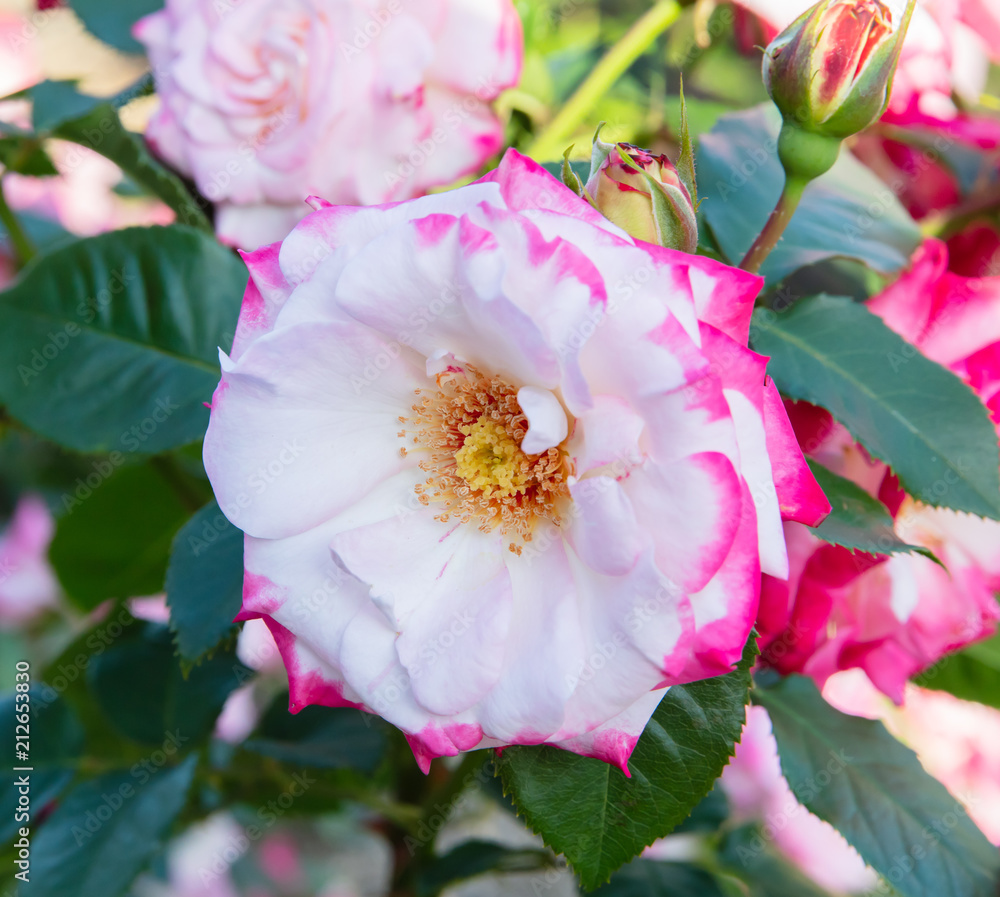 Pink Flowering Shrub Rose (Rosa Bonica Meidomonac) Stock Photo Adobe