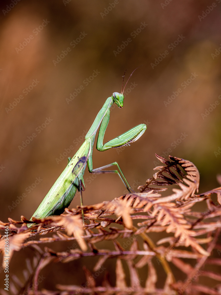mantide religiosa verde mantide religiosa verde