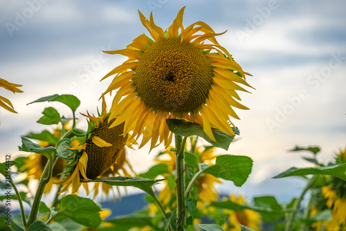 Sonnenblume am aben 