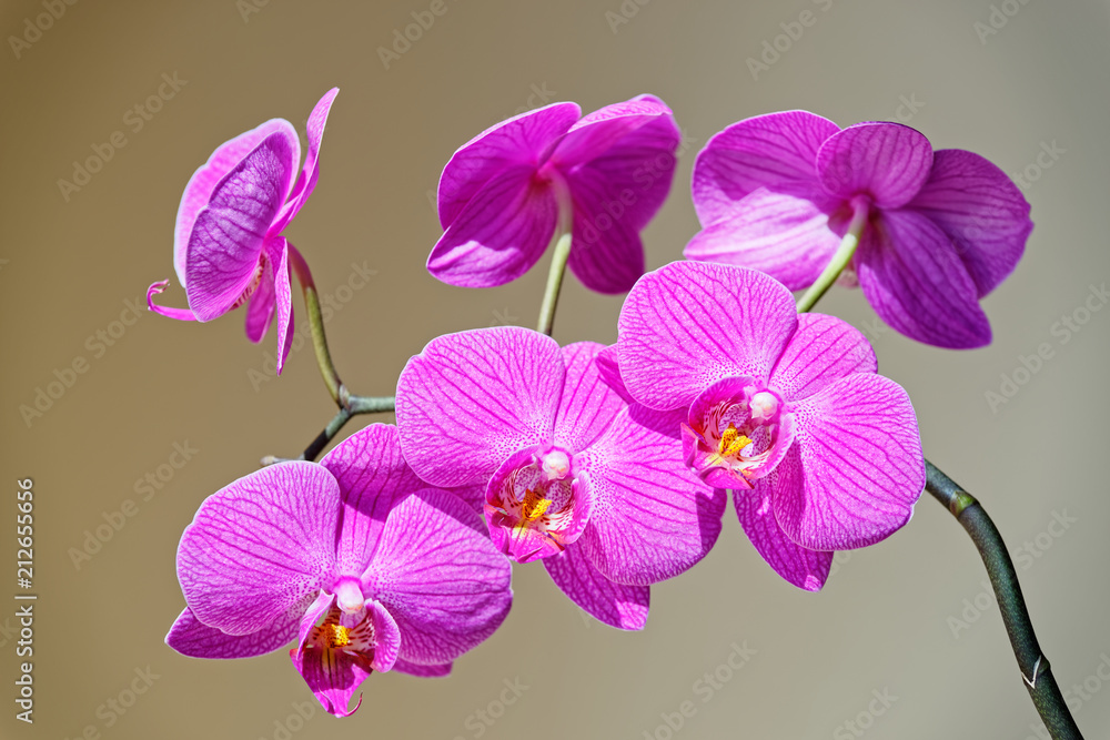 Naklejka premium Orchid branch on gray brown background